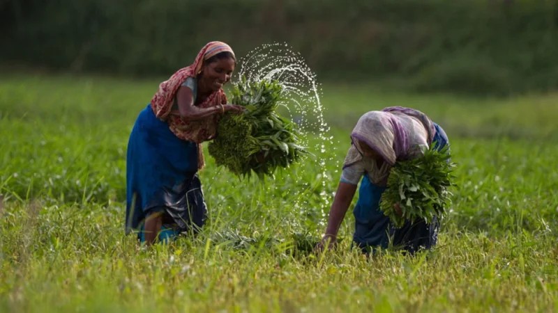 Bangladesh Bank Raises Agricultural Credit Targets