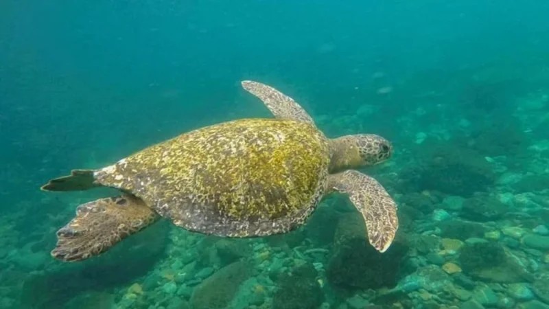 Who will regulate the race for deep-sea resources?